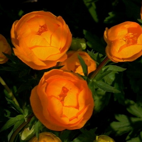 Trollius 'Orange Globe' - Kullerkupp 'Orange Globe'